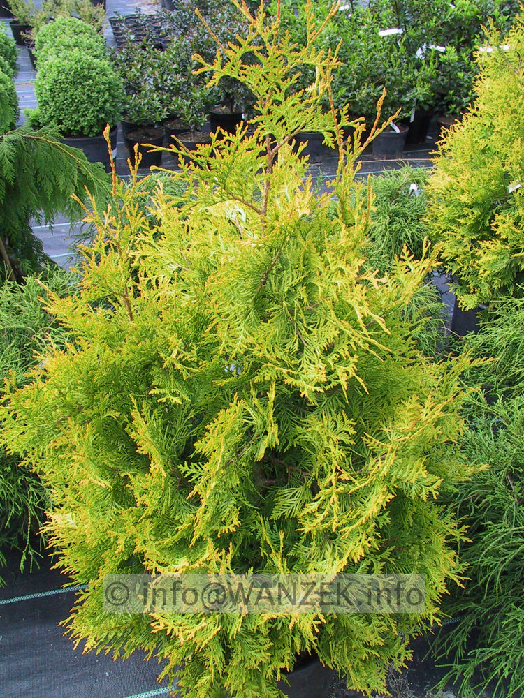 Thuja occidentalis Europe Gold 06.JPG